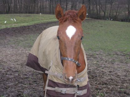 Cavalo dec. 2008